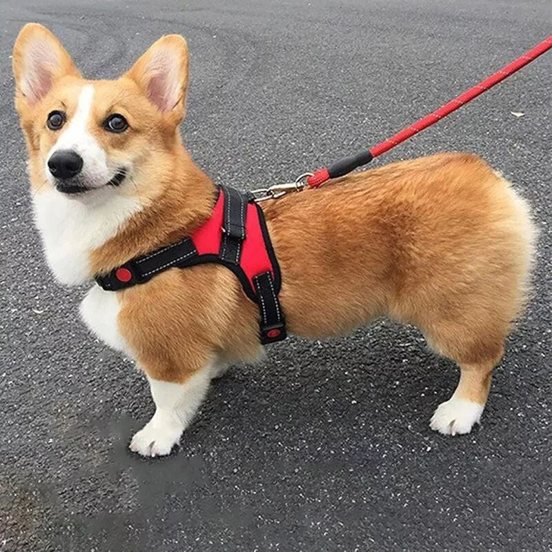 DEKO Piros Kutyahám - L - es Méretű Tartós Kutyanyakörv - BShopyEM0953_2