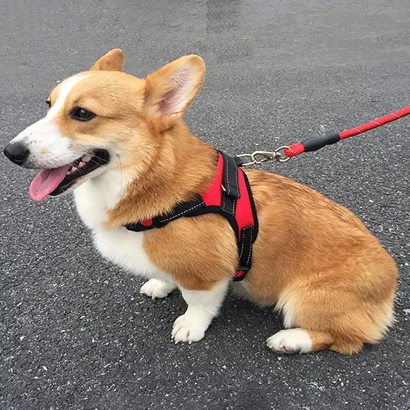 DEKO Piros Kutyahám - M - es Méretű Tartós Kutyanyakörv - BShopyEM0954_2