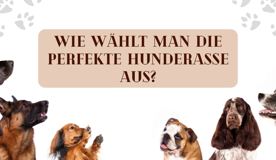 Umfassender Leitfaden zur Auswahl der perfekten Hunderasse